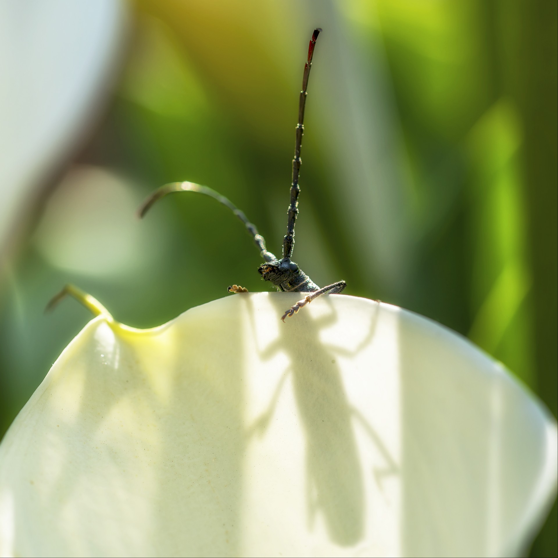 Coucou PRINT DSC 9283 1920